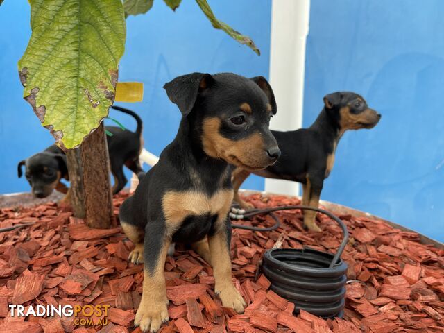 Miniature Pinscher Puppies for Sale Australia