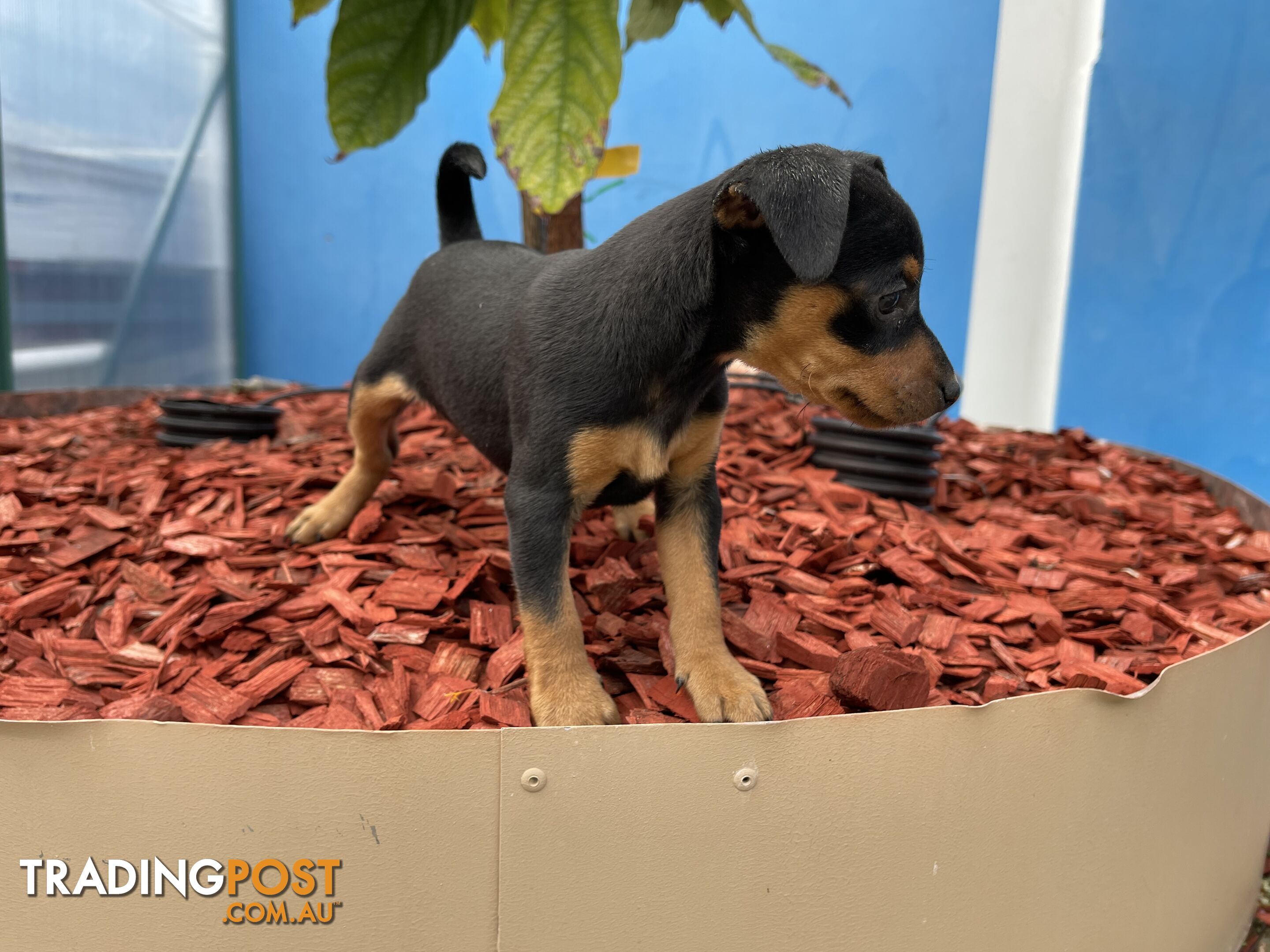 Miniature Pinscher Puppies for Sale Australia