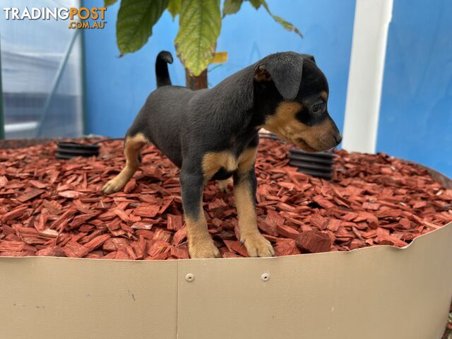 Miniature Pinscher Puppies for Sale Australia