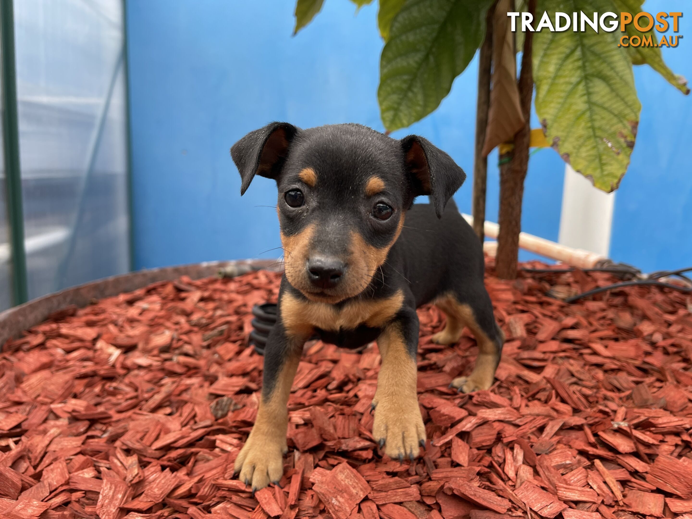 Miniature Pinscher Puppies for Sale Australia