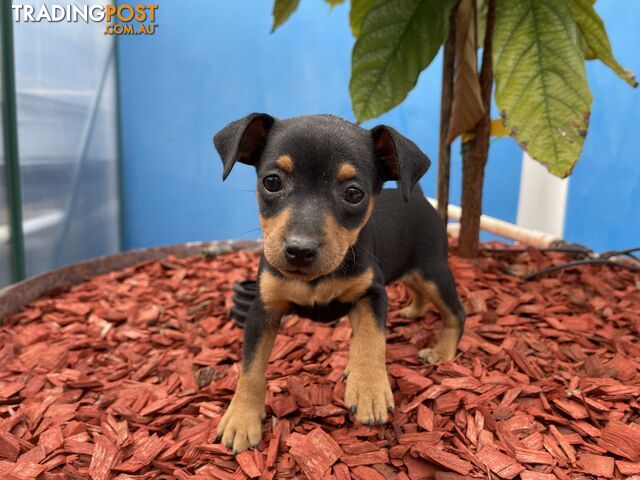 Miniature Pinscher Puppies for Sale Australia