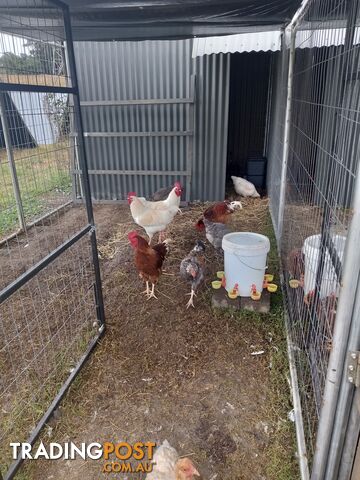 Rooster to swop for hens