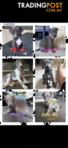 Beautiful Whippet Puppies