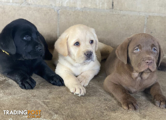 Labrador puppies registered with papers