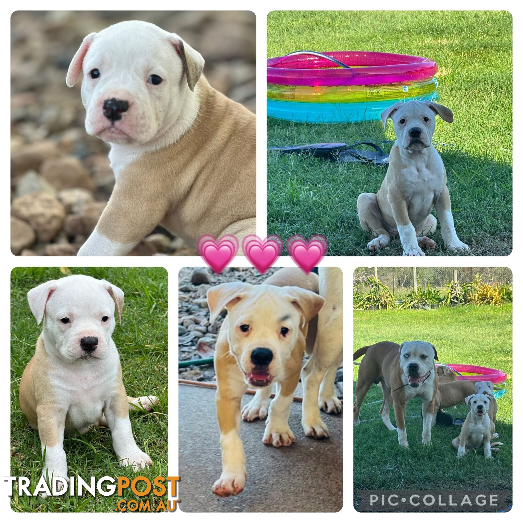 American bulldogs purebred puppies 9 weeks old