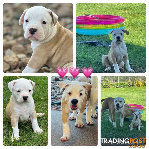 American bulldogs purebred puppies 9 weeks old