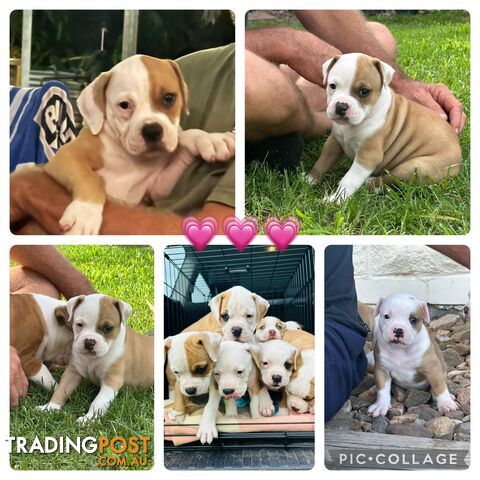 American bulldogs purebred puppies 9 weeks old