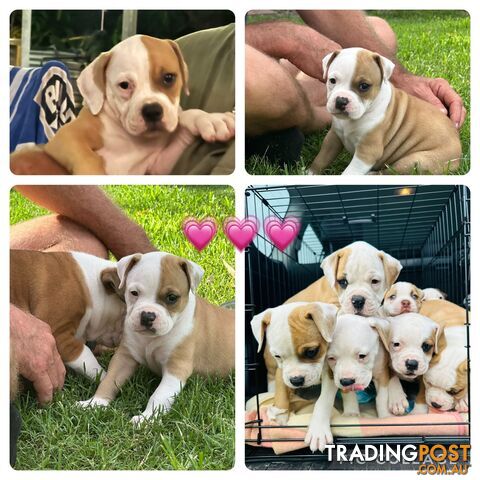 American bulldogs purebred puppies 9 weeks old