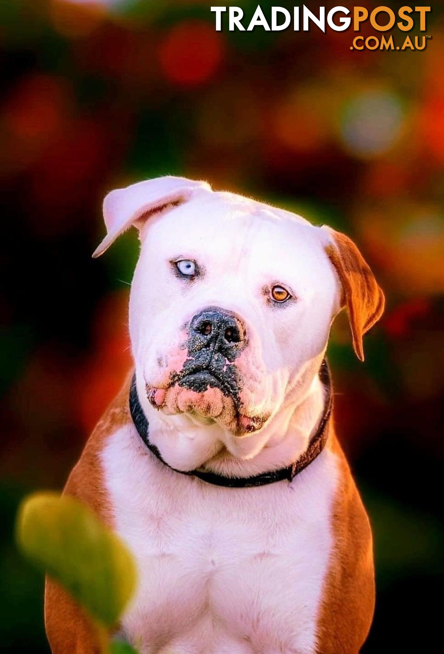 American bulldogs purebred puppies 9 weeks old