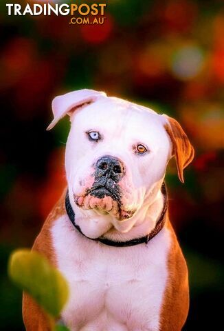 American bulldogs purebred puppies 9 weeks old