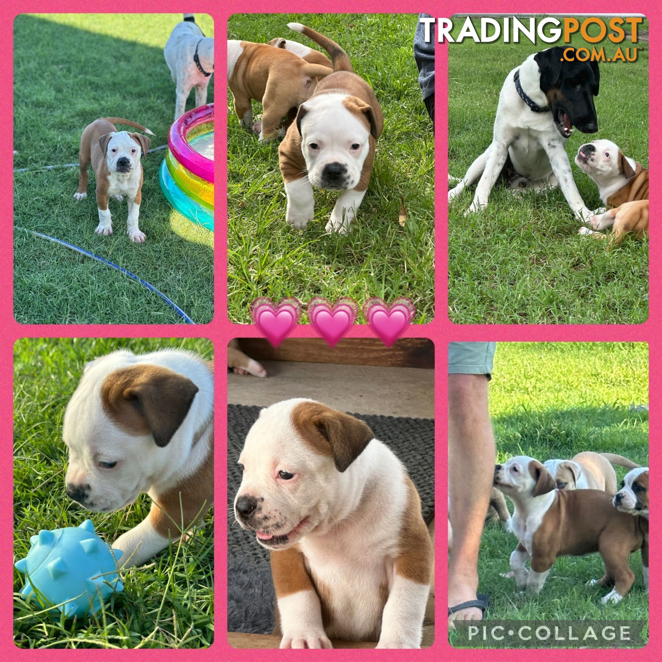 American bulldogs purebred puppies 9 weeks old