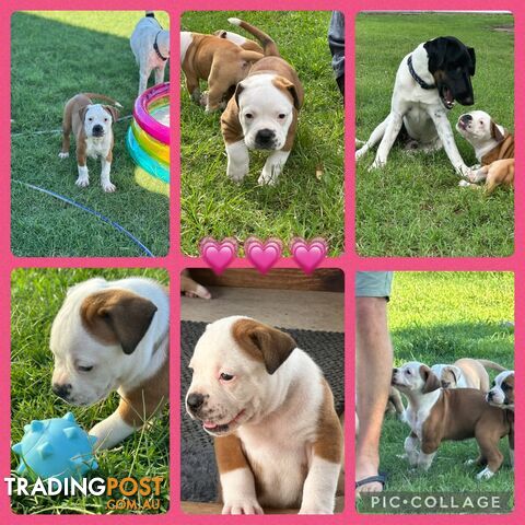 American bulldogs purebred puppies 9 weeks old