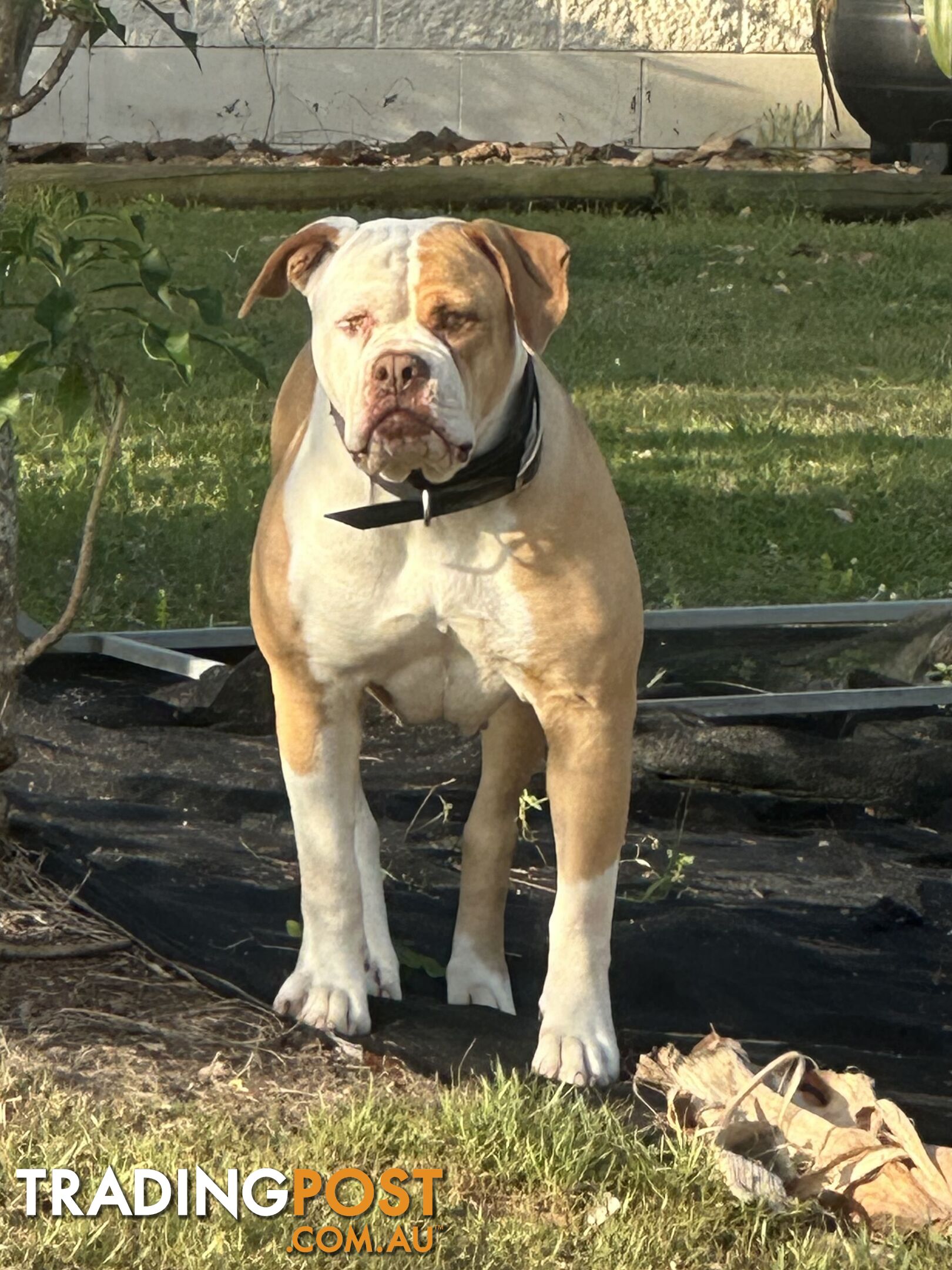 American bulldogs purebred puppies 9 weeks old