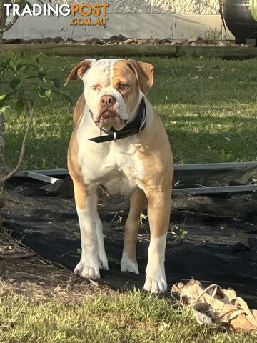 American bulldogs purebred puppies 9 weeks old