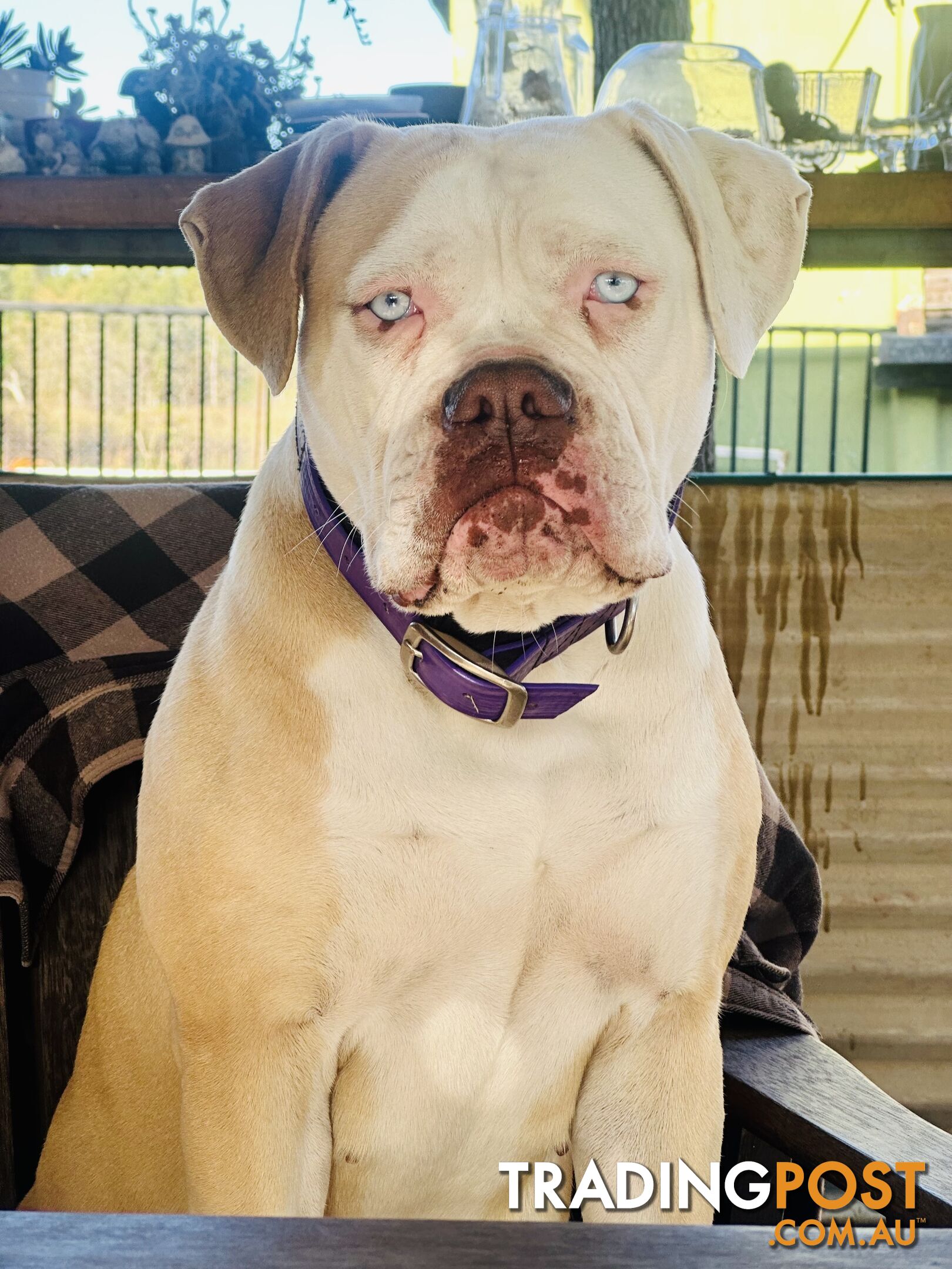 American bulldogs purebred puppies 9 weeks old