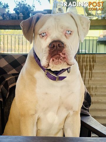 American bulldogs purebred puppies 9 weeks old