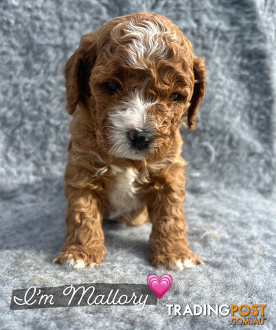 Toy Cavoodle Pups