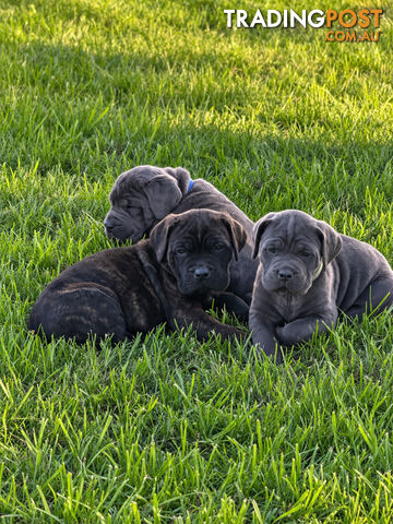 Cane corso from imported blood lines
