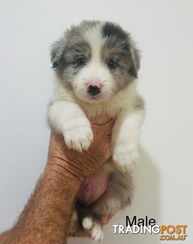 Purebred Border Collie Pups