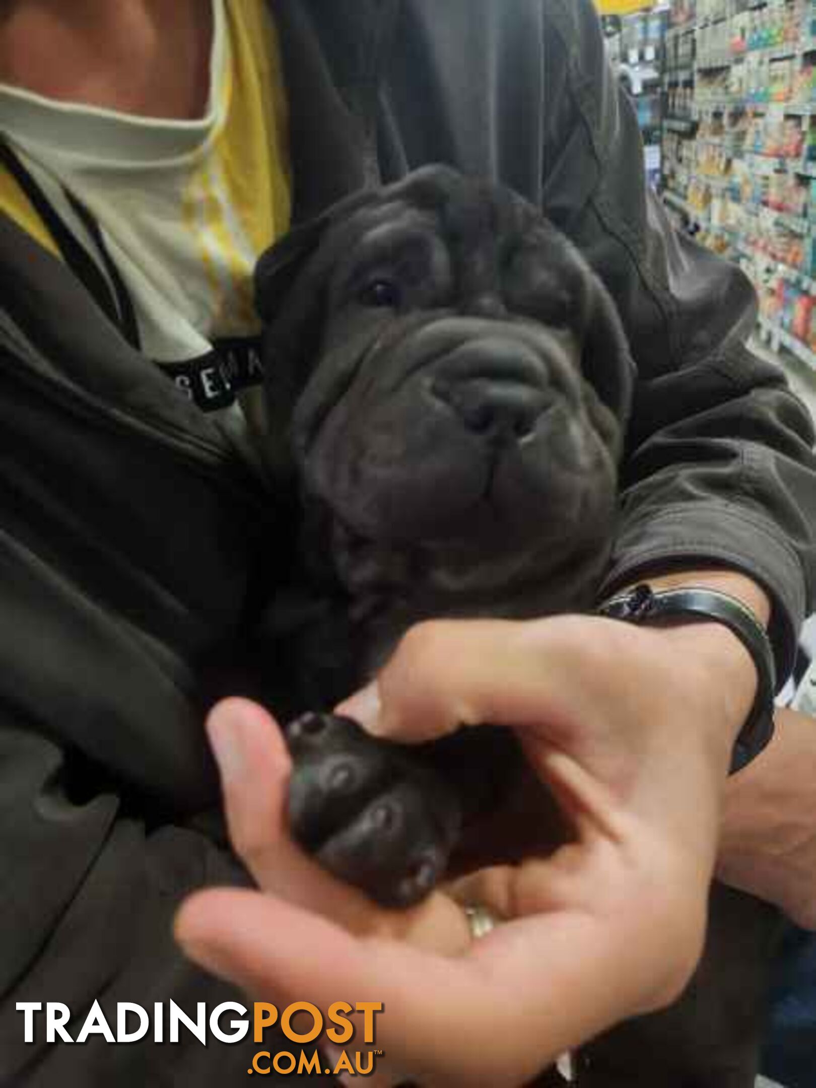 Pure Breed Shar pei