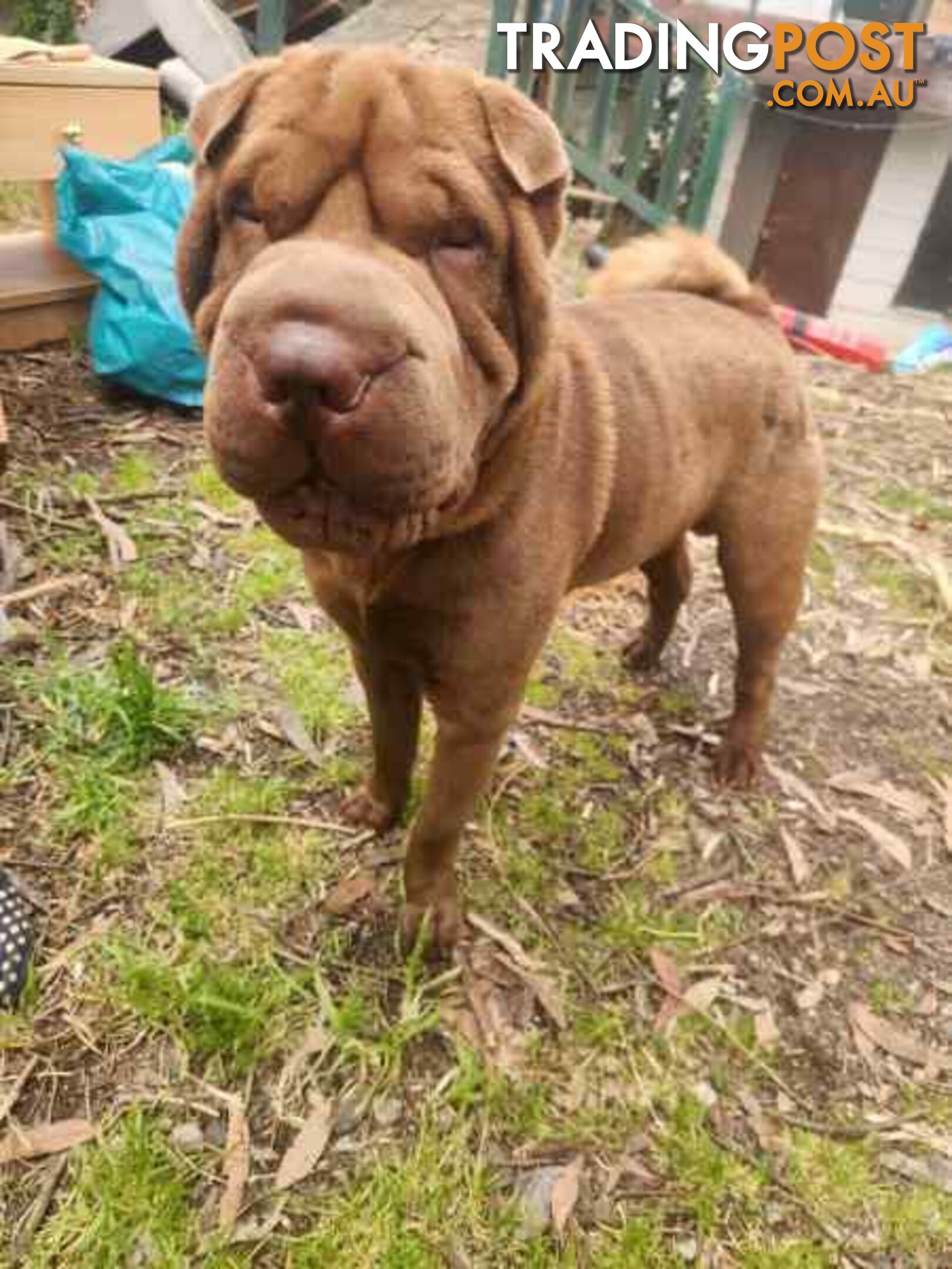 Pure Breed Shar pei