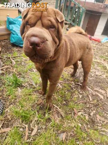 Pure Breed Shar pei