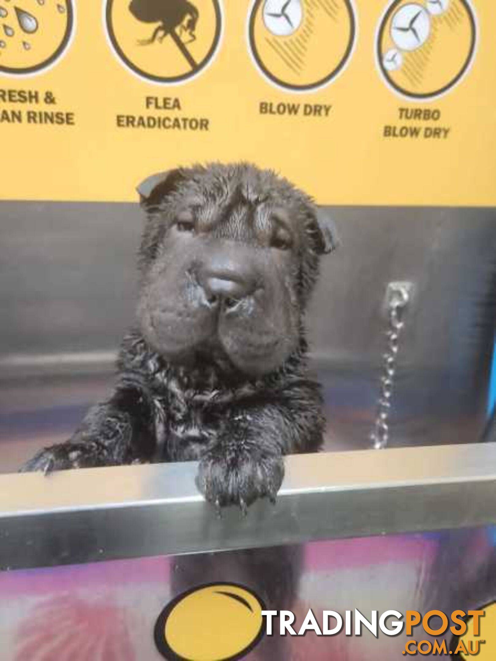 Pure Breed Shar pei