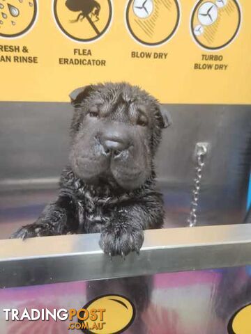 Pure Breed Shar pei