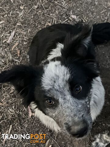 Collie blue heeler x