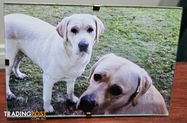 2 Labradors for sale, M&F neither desexed