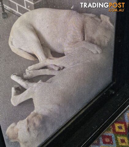 2 Labradors for sale, M&amp;F neither desexed