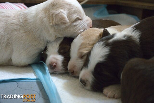 Border Collie × Samoyed/Border Collie puppies