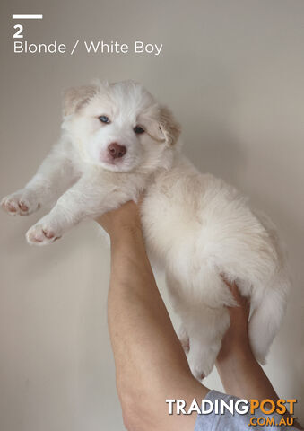 Border Collie × Samoyed/Border Collie puppies