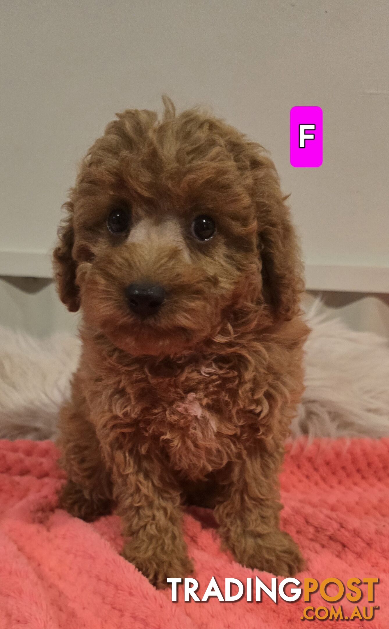 Cavoodle puppies