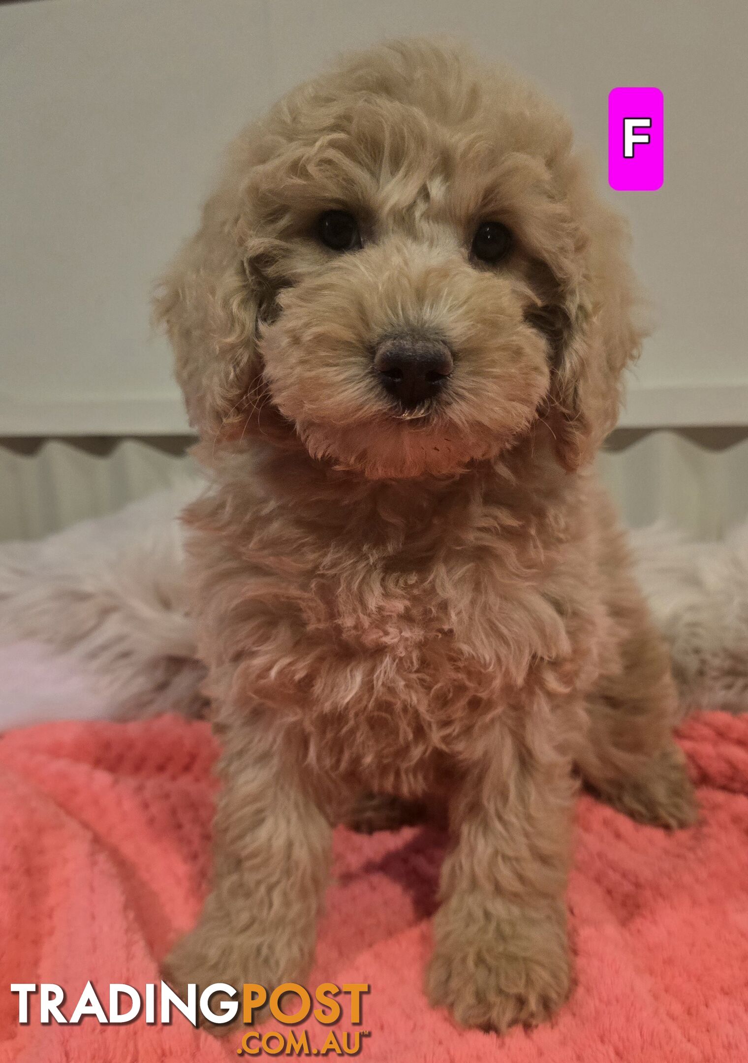 Cavoodle puppies