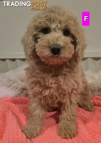 Cavoodle puppies