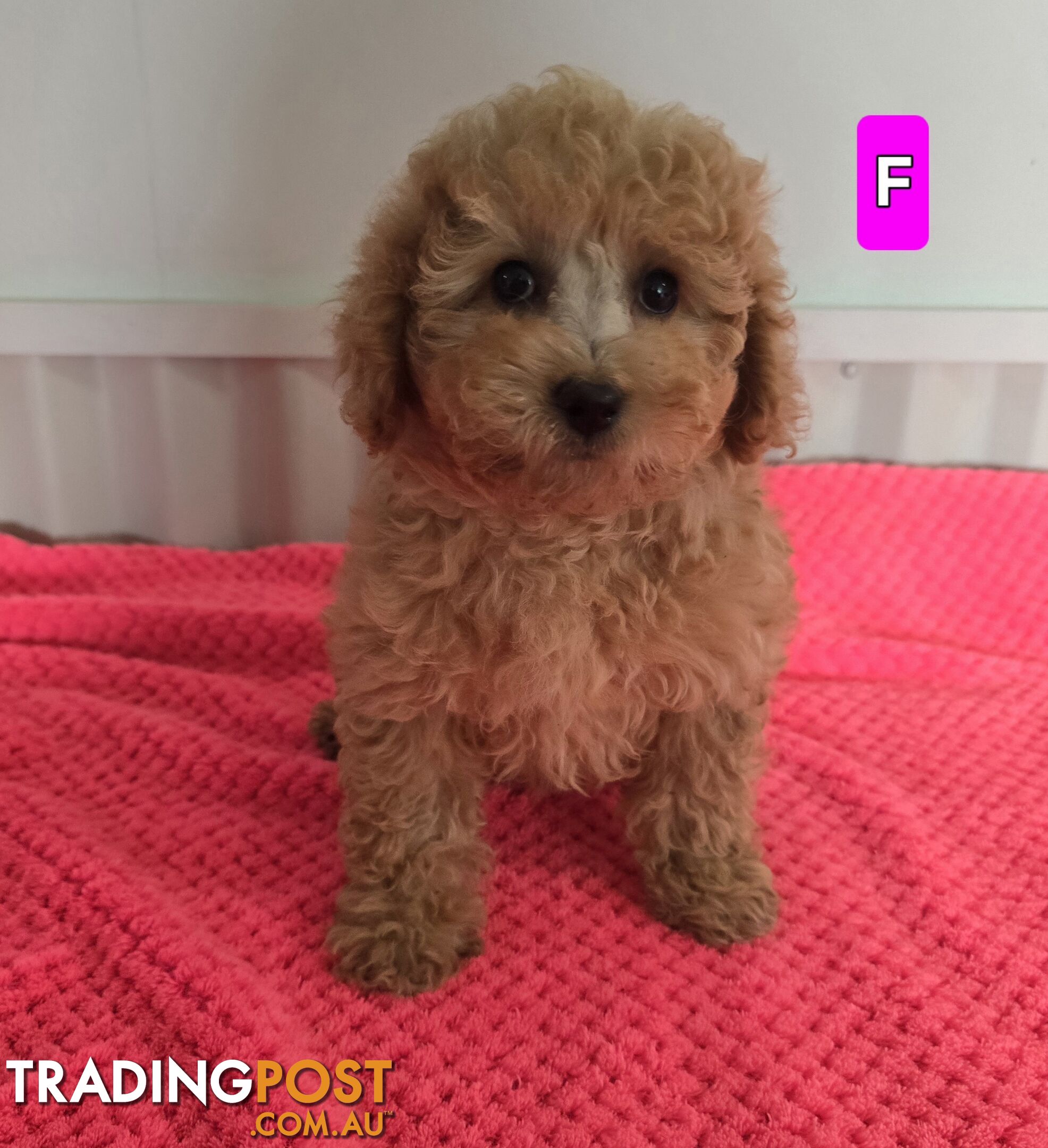 Cavoodle puppies