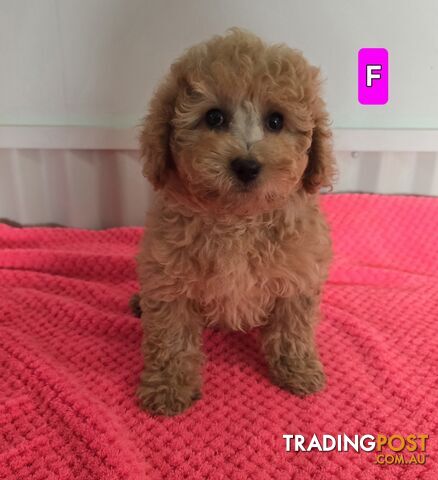 Cavoodle puppies