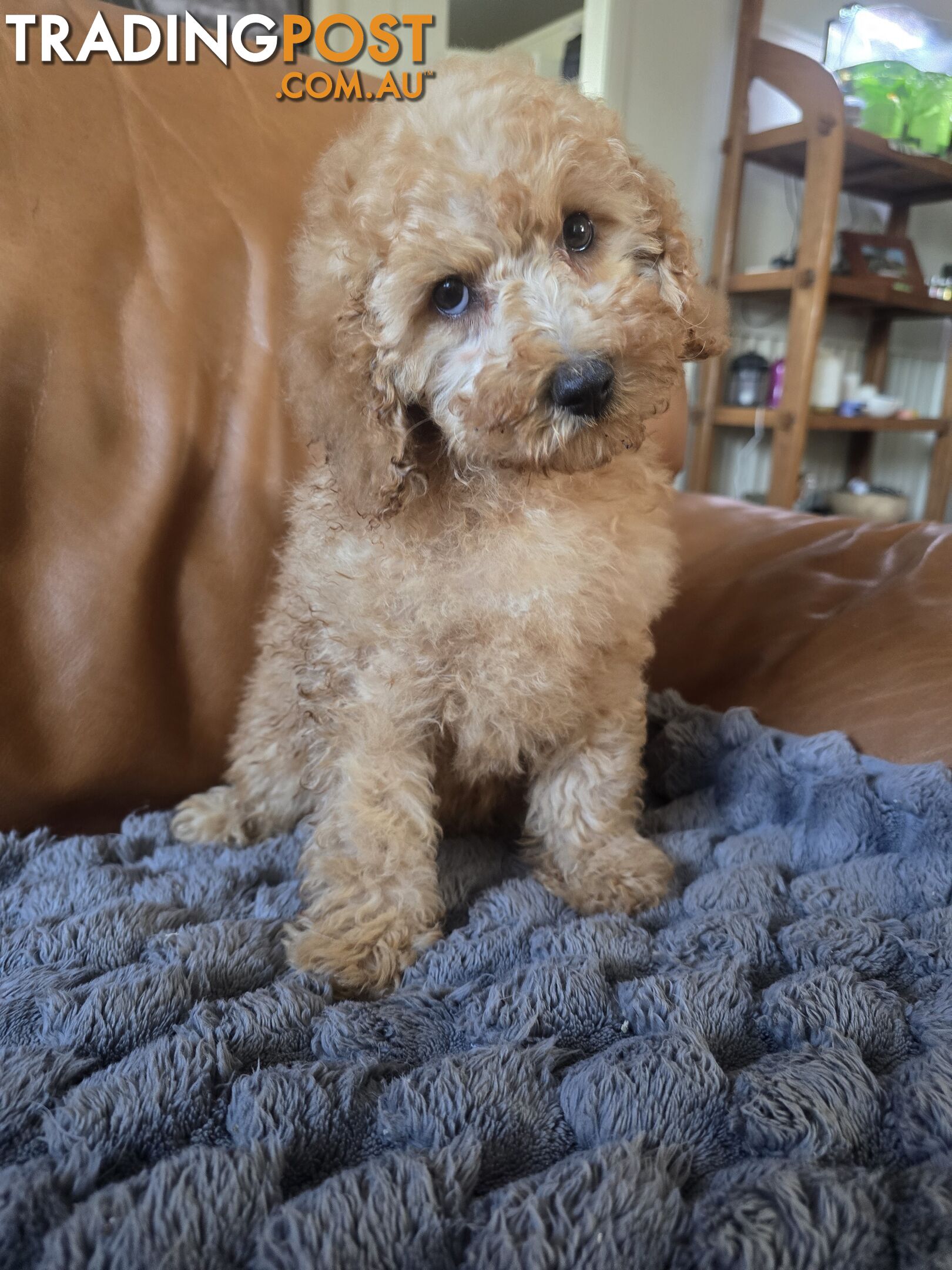 Cavoodle puppies