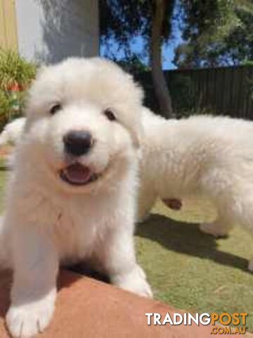 Beautiful Maremma puppies for sale