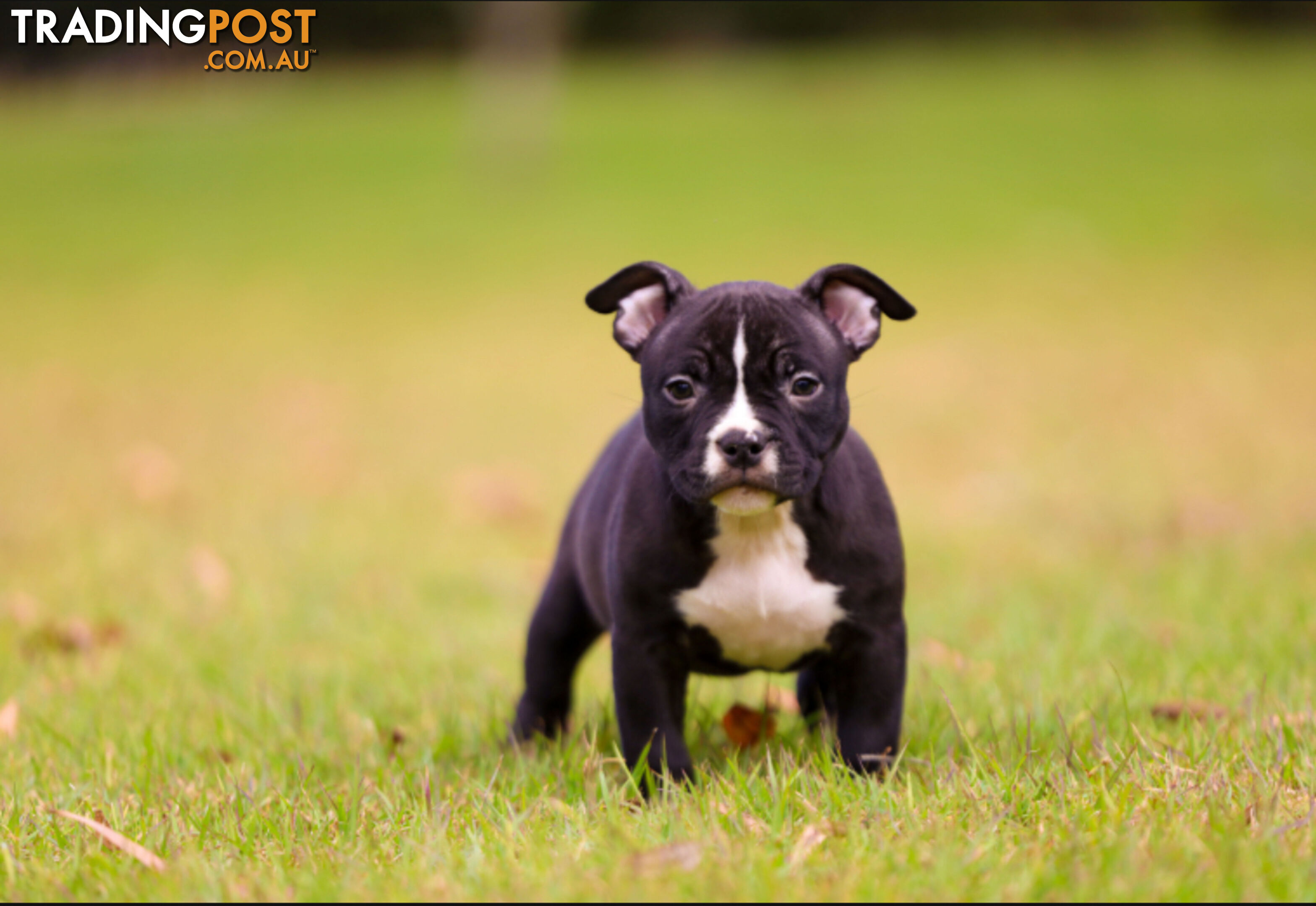 American micro bully