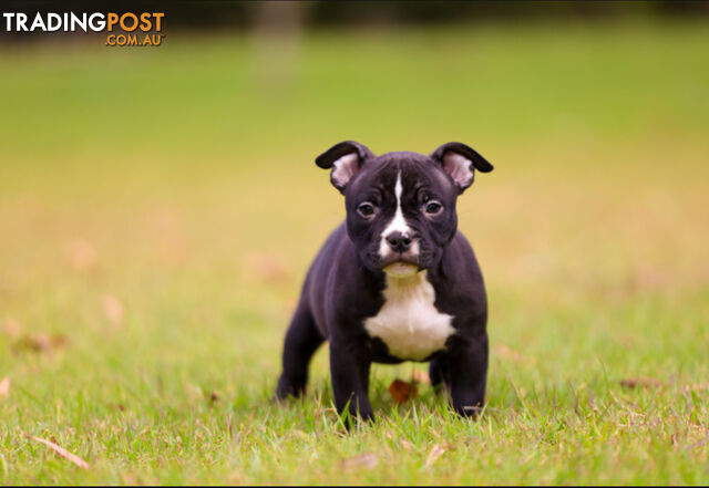 American micro bully