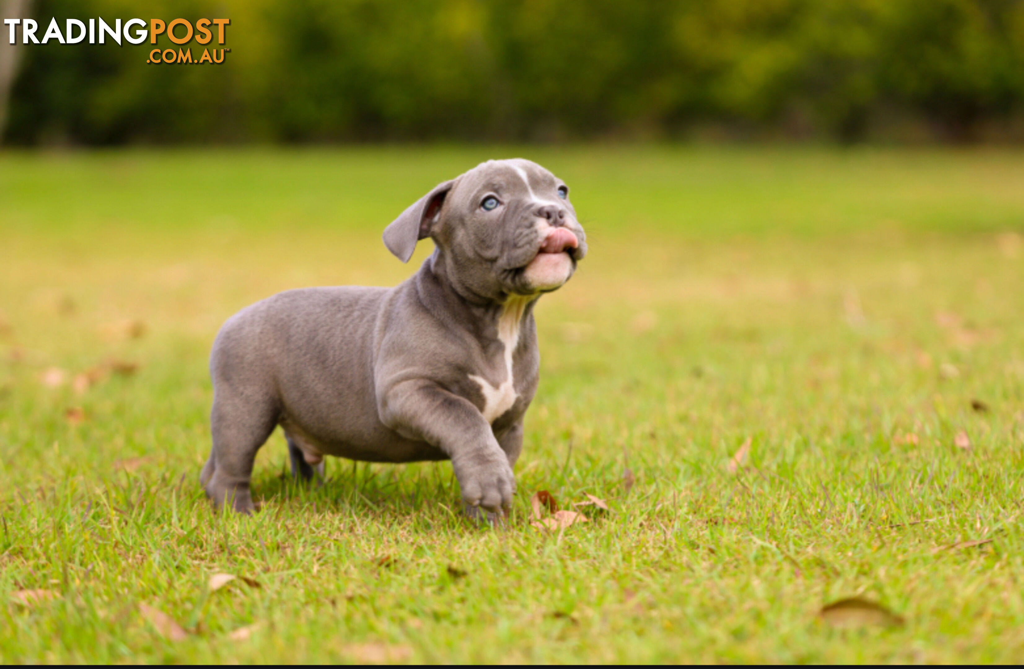 American micro bully