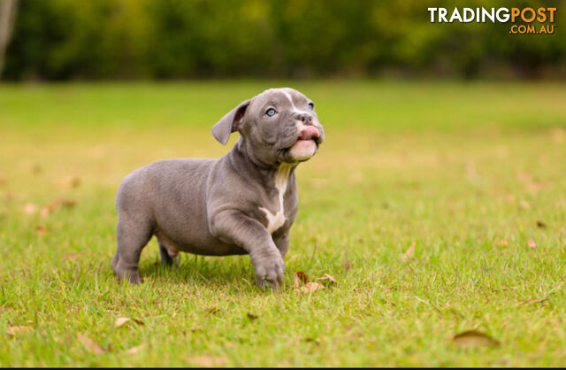 American micro bully