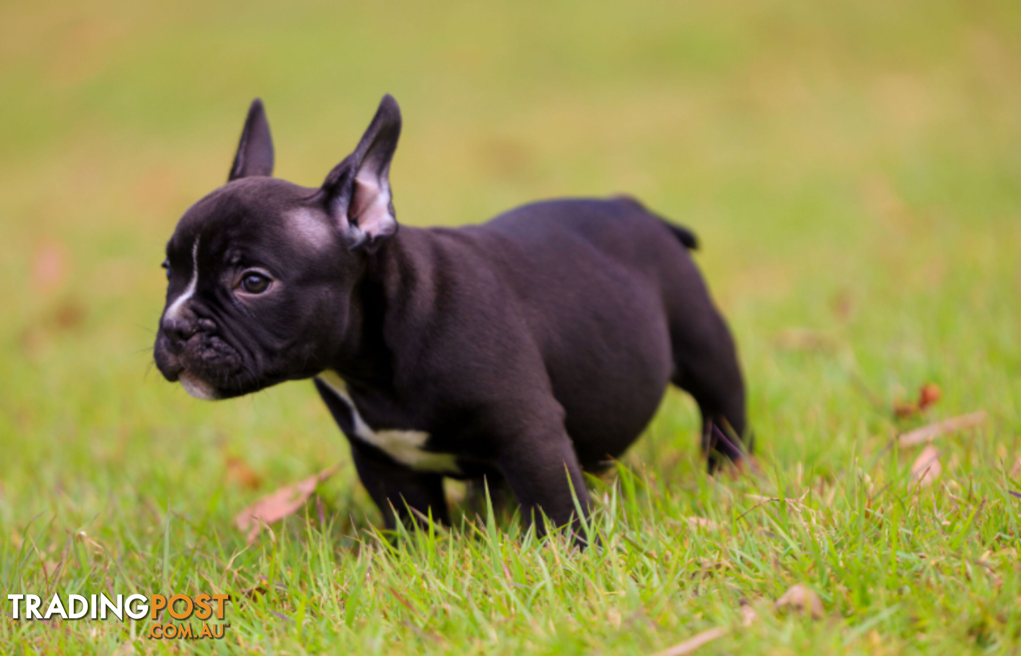 American micro bully