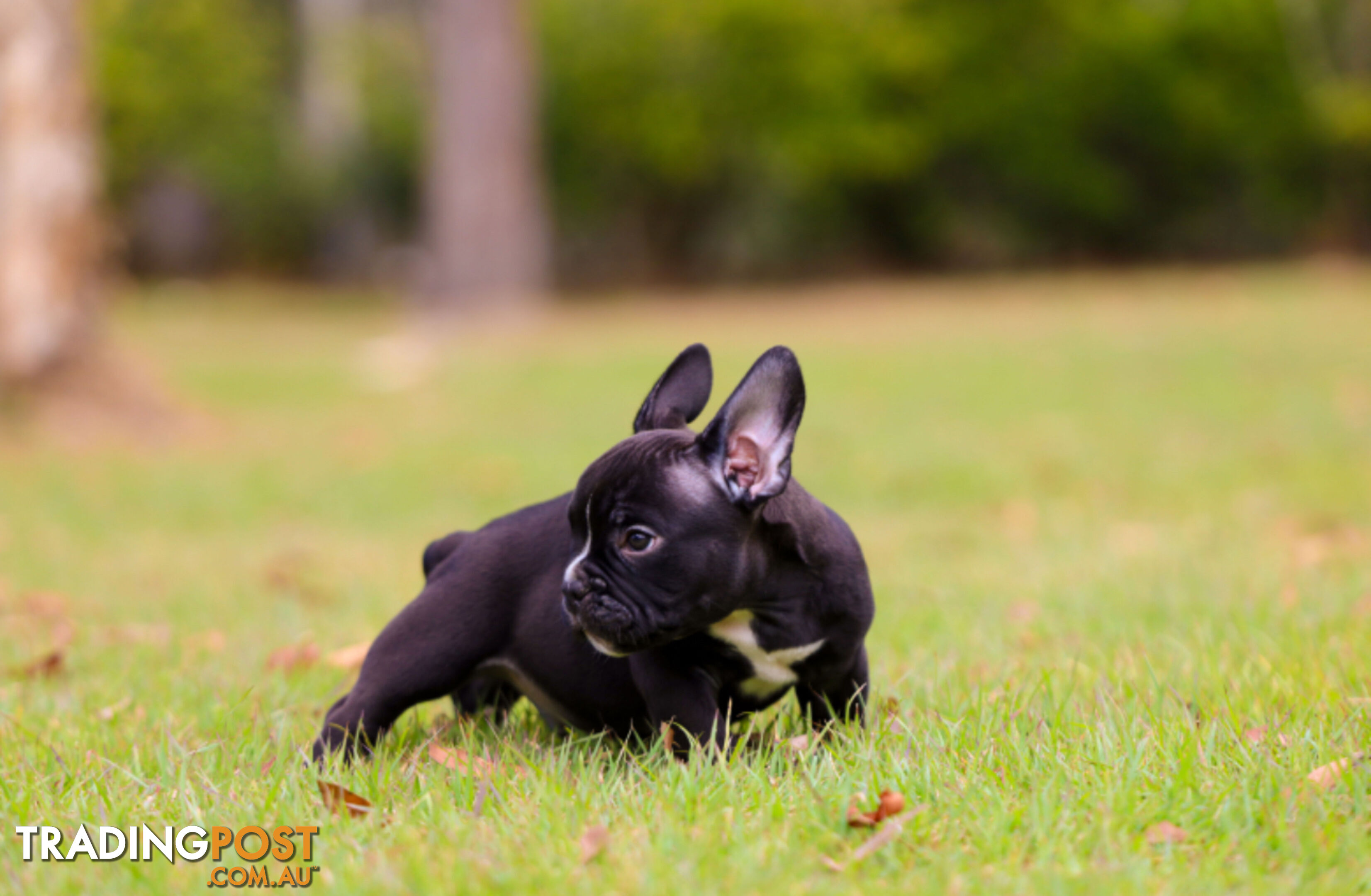 American micro bully