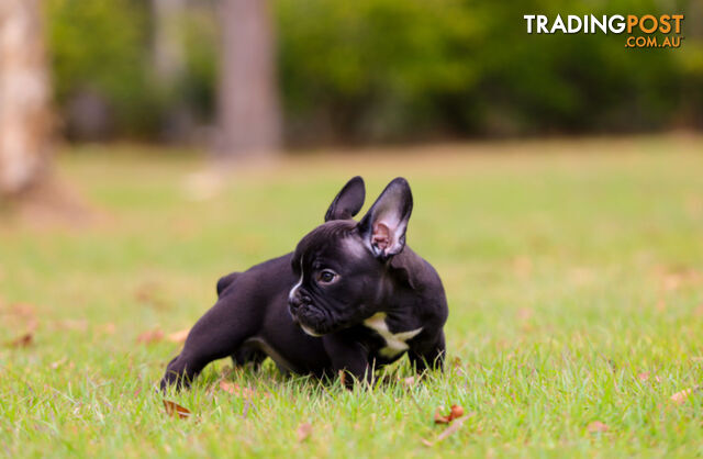 American micro bully