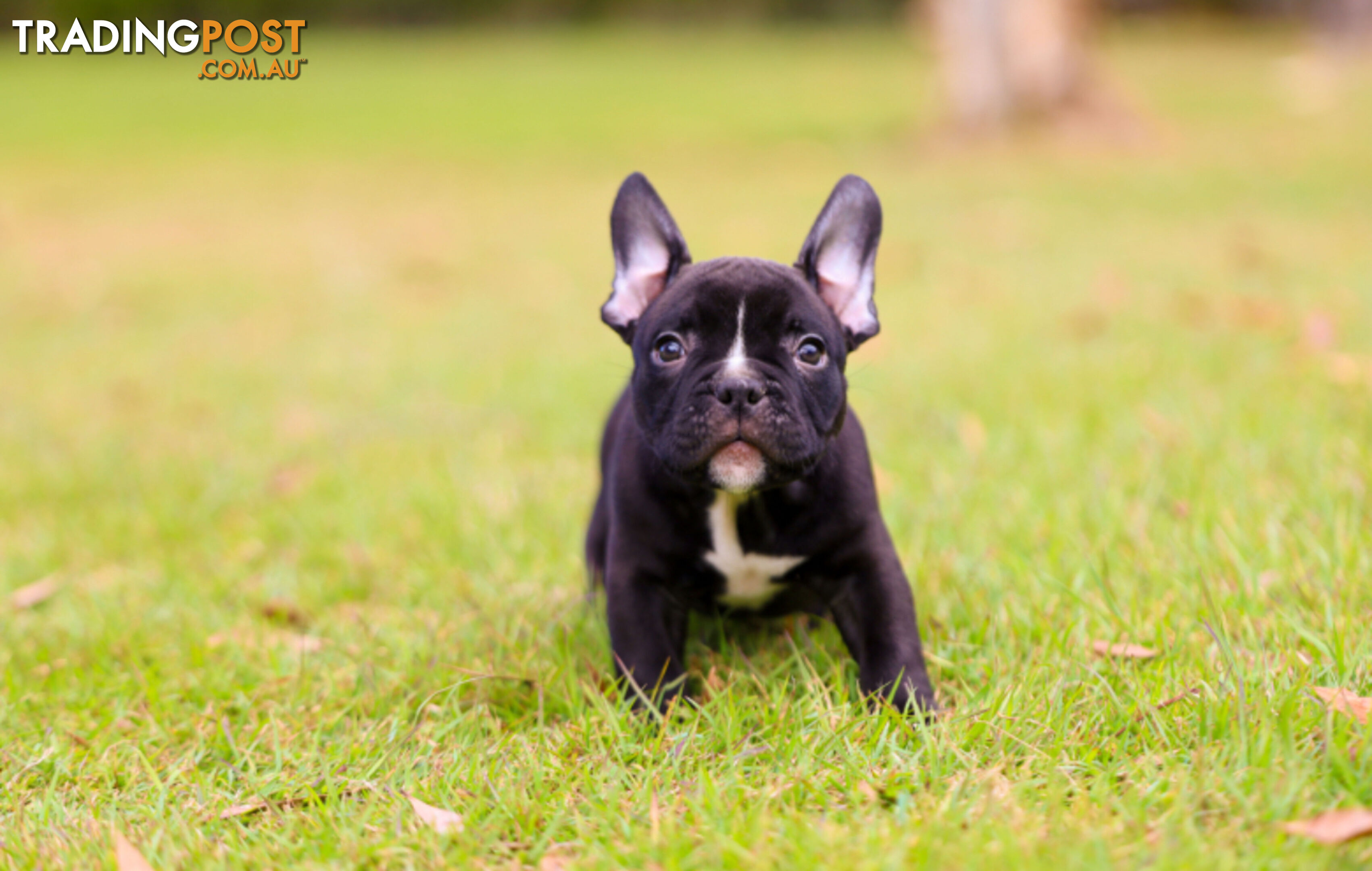 American micro bully