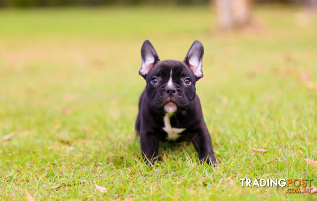 American micro bully