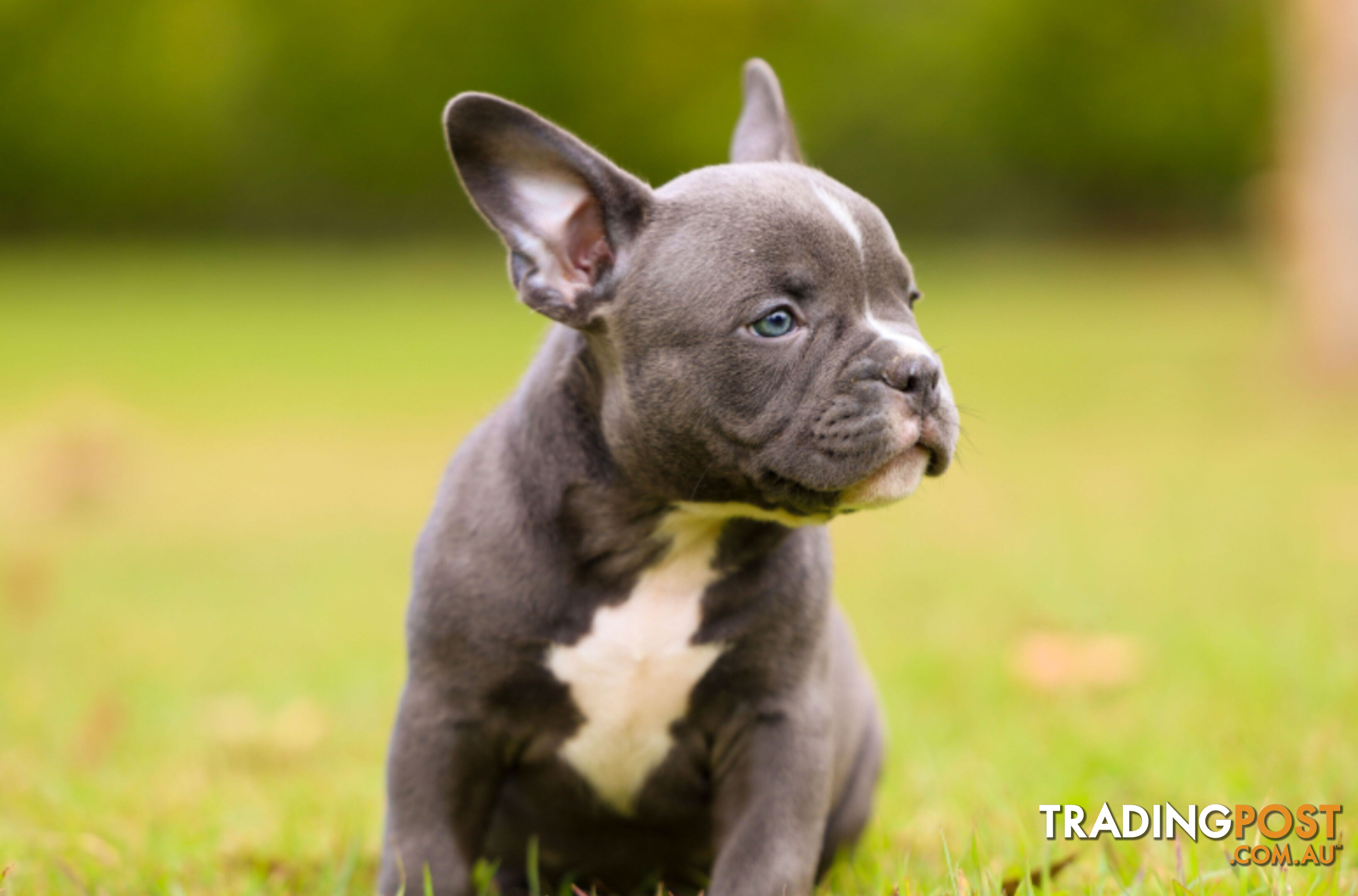 American micro bully